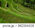Rice terraces, rice sprouts. Palm trees, jungle. Blossoming life. Bali. 96204426