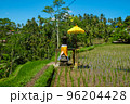 Rice sprouts breaking through freshly plowed ground.  96204428