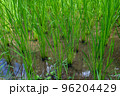 Rice sprouts breaking through freshly plowed ground.  96204429