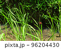 Rice terraces, rice sprouts. Palm trees, jungle. Blossoming life. Bali. 96204430