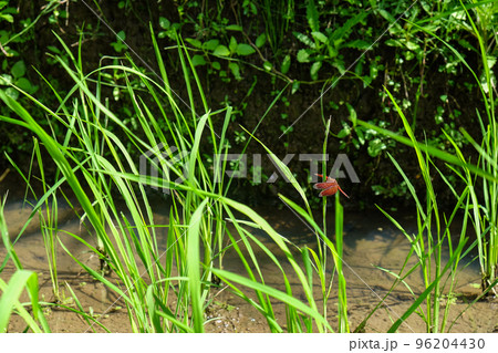 Rice terraces, rice sprouts. Palm trees, jungle. Blossoming life. Bali. 96204430