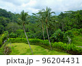 Green juicy palm trees against a beautiful blue sky. Paradise Island Bali 96204431