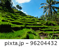 Rice terraces, rice sprouts. Palm trees, jungle. Blossoming life. Bali. 96204432