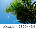 Green juicy palm trees against a beautiful blue sky. Paradise Island Bali 96204434