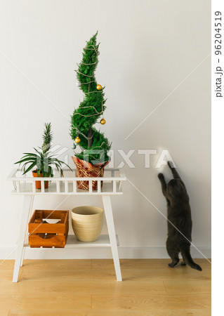 Indoor cypress or thuja in pot is decorating balls like Christmas tree and cat having fun near. Alternative trees for christmas . 96204519