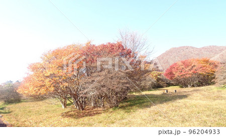 紅葉した木 by 恵山つつじ公園 96204933