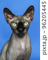 Canadian Sphynx cat - breed of cat known for its lack of fur. Close-up portrait of smart cat on blue background. Front view, looking at camera. 96205445
