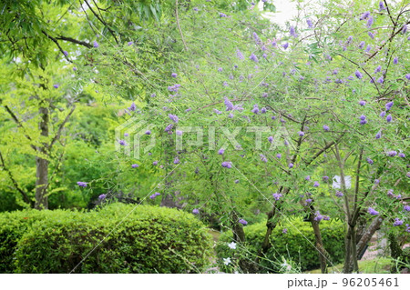 セイヨウニンジンボクの花 セイヨウニンジンボクの花 96205461