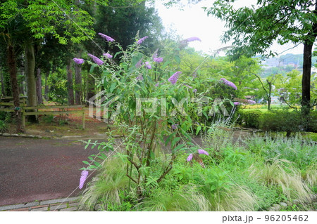 ブッドレアの花 ブッドレアの花 96205462