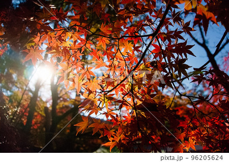 紅葉したもみじ 紅葉したもみじ 96205624