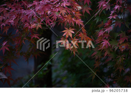 身延山久遠寺の日蓮聖人御廟所の紅葉 身延山久遠寺の日蓮聖人御廟所の紅葉 96205738