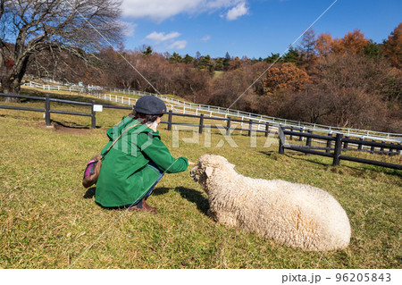 山梨県立まきば公園の羊 96205843