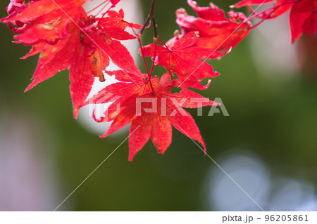 身延山久遠寺の妙石坊の紅葉 身延山久遠寺の妙石坊の紅葉 96205861