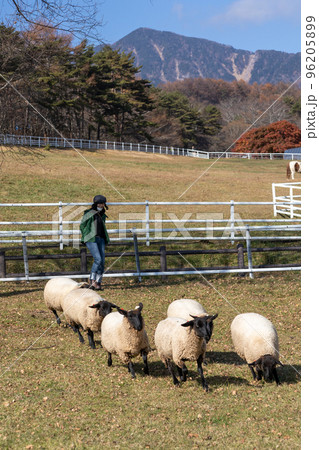 山梨県立まきば公園の羊 山梨県立まきば公園の羊 96205899