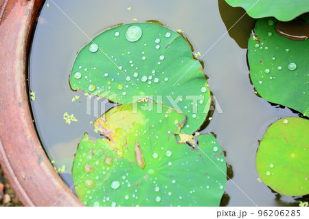 蓮の葉　水滴 96206285