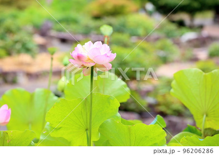 蓮の花 蓮の花 96206286