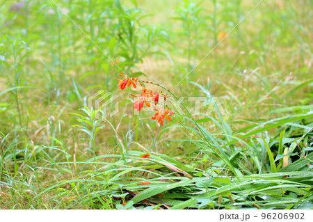 キツネノカミソリの花 96206902