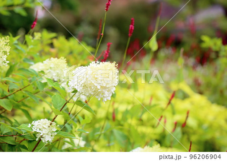 ノリウツギの花 ノリウツギの花 96206904