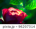朝露と赤い薔薇 96207314