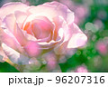 ピンクの薔薇 96207316