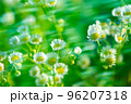 風に揺れる草花 96207318