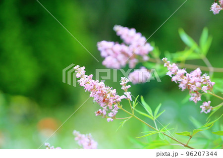 セイヨウニンジンボクの花 セイヨウニンジンボクの花 96207344