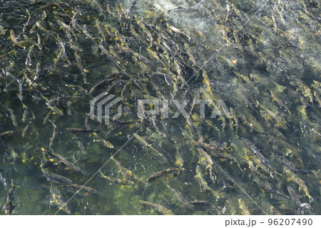 遡上するたくさんの鮭(疑似空撮) 遡上するたくさんの鮭(疑似空撮) 96207490