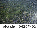 遡上するたくさんの鮭（疑似空撮） 96207492
