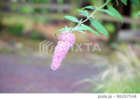 ブッドレアの花 96207548
