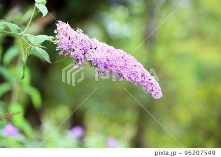 ブッドレアの花 ブッドレアの花 96207549