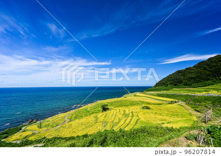稲穂が実る白米千枚田の初秋 稲穂が実る白米千枚田の初秋 96207814