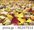 紅葉したナンキンハゼの落ち葉 96207914