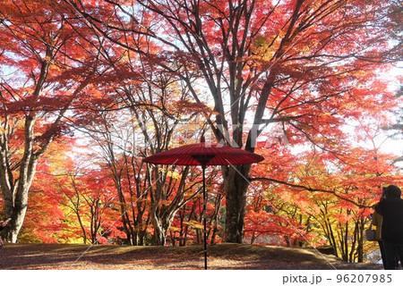 紅葉と赤い野点傘 96207985