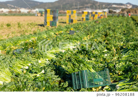 Abundance of fresh green celery harvest on plantation Abundance of fresh green celery harvest on plantation 96208188