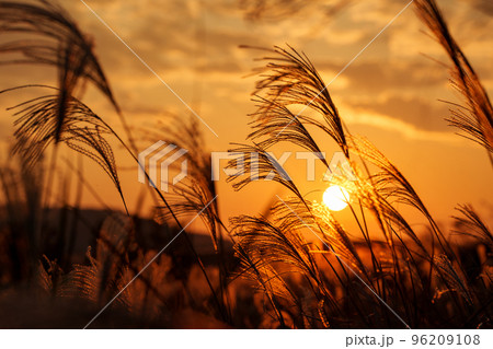 夕日に照らされるススキ 96209108