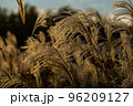 夕日に照らされるススキ 96209127