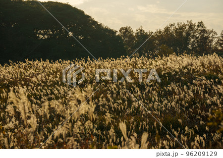 夕日に照らされるススキ 96209129