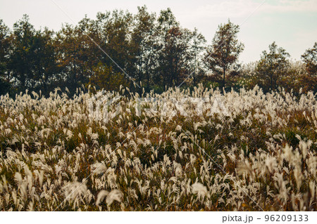 夕日に照らされるススキ 夕日に照らされるススキ 96209133