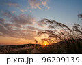 夕日に照らされるススキ 96209139