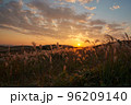 夕日に照らされるススキ 96209140