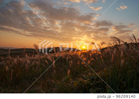 夕日に照らされるススキ 96209140