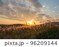 夕日に照らされるススキ 96209144
