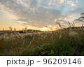 夕日に照らされるススキ 96209146