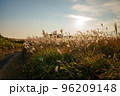 夕日に照らされるススキ 96209148