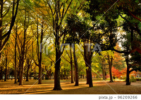 東京  代々木公園の紅葉 銀杏 光芒 96209266