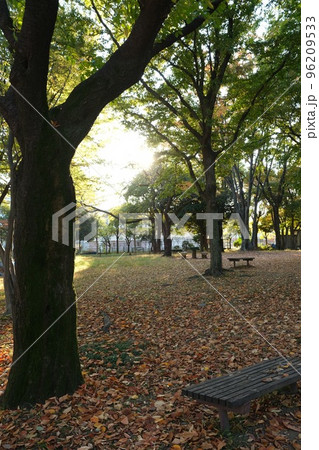 落ち葉が広がる公園 96209533