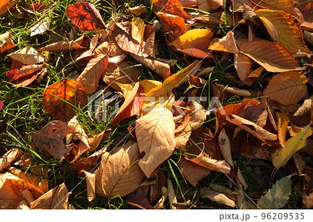 紅葉した落ち葉 96209535