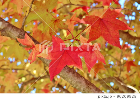 紅葉した木々の葉 きれいなカエデ 秋の風景 紅葉した木々の葉 きれいなカエデ 秋の風景 96209928