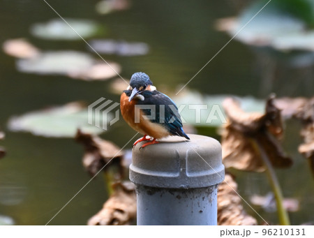 都会のカワセミ 都会のカワセミ 96210131