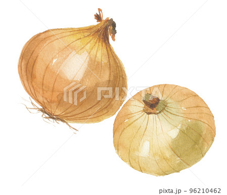 タマネギ　玉葱　2個 96210462